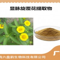 顯脈旋覆花提取物 新資源食品原料 顯脈旋覆花粉