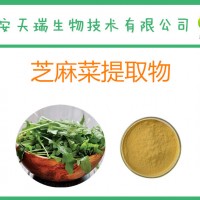 芝麻菜提取物10:1  芝麻菜粉  新貨出廠