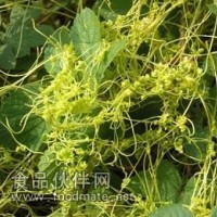 菟絲子粉-廠家