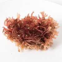 珊瑚藻粉、珊瑚藻提取物