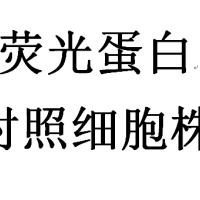 熒光蛋白對(duì)照細(xì)胞株