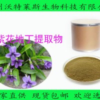 紫花地丁提取物 地丁浸膏粉規格10:1
