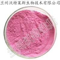 速溶藍莓果粉 藍莓粉 藍莓果粉