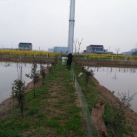 供應光伏發電站智能激光驅鳥器