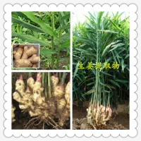 干姜粉的價格