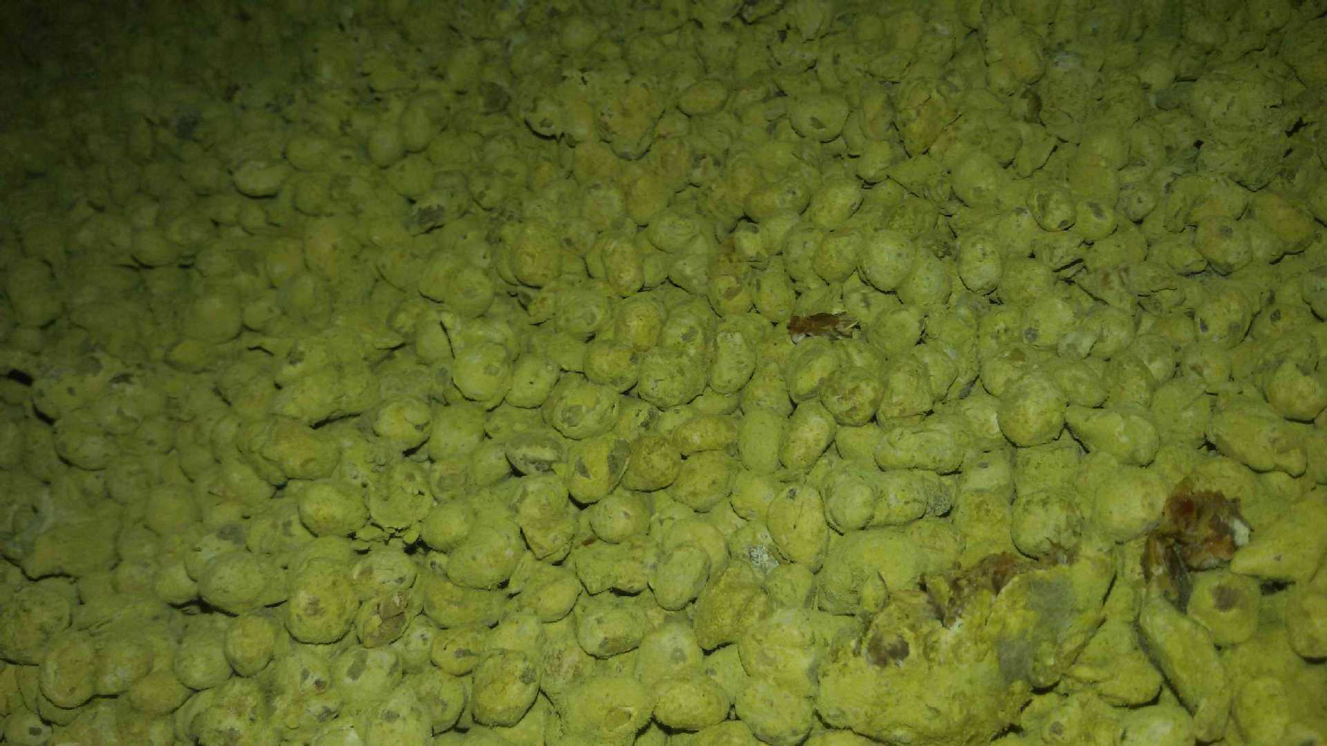 洗豆機浸泡生產線
