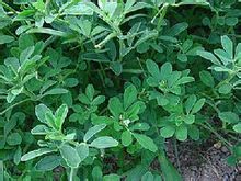 甜葉菊