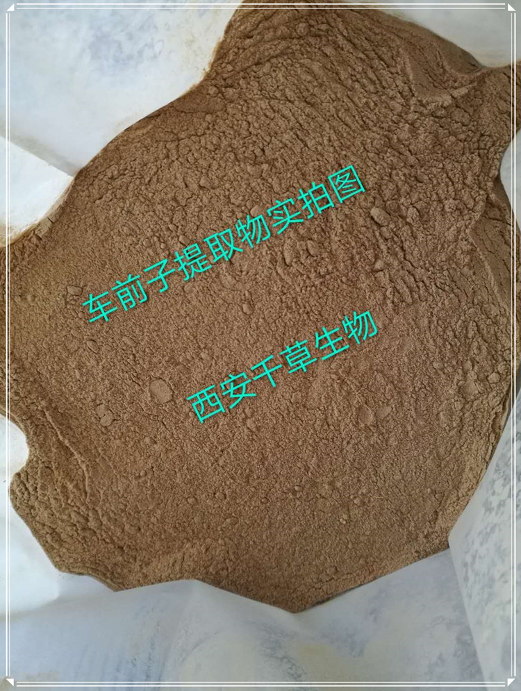 車前子實拍圖1