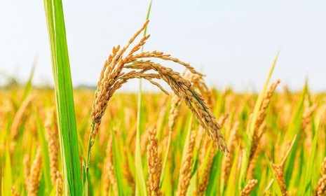 研究揭示水稻miRNA和花粉發(fā)育的表觀遺傳調(diào)控機制