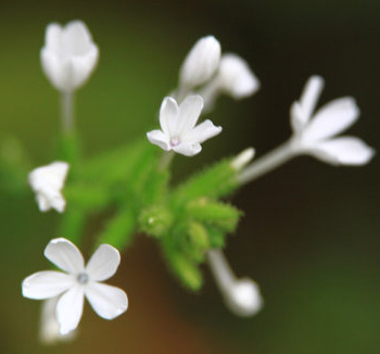 白花丹