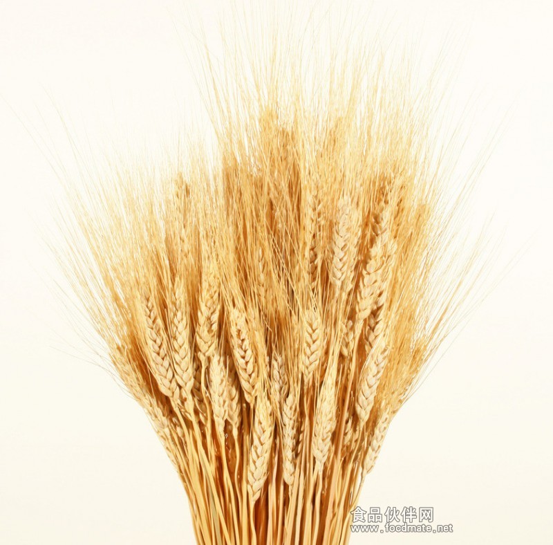麥芽檢測 麥芽檢測