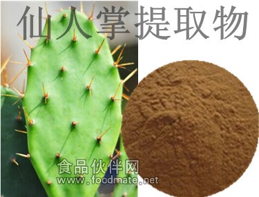仙人掌2_副本