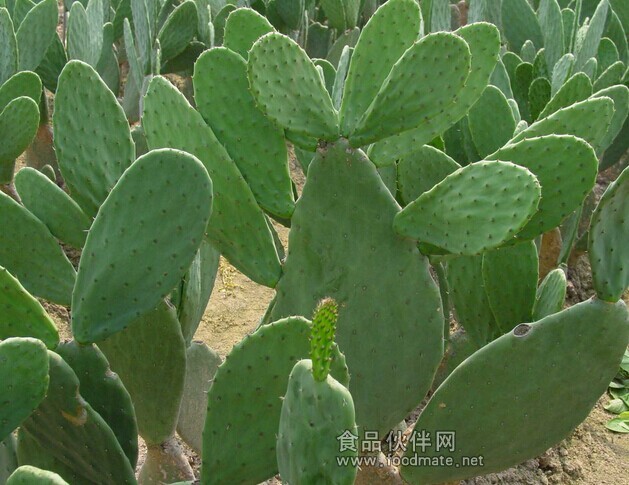 仙人掌