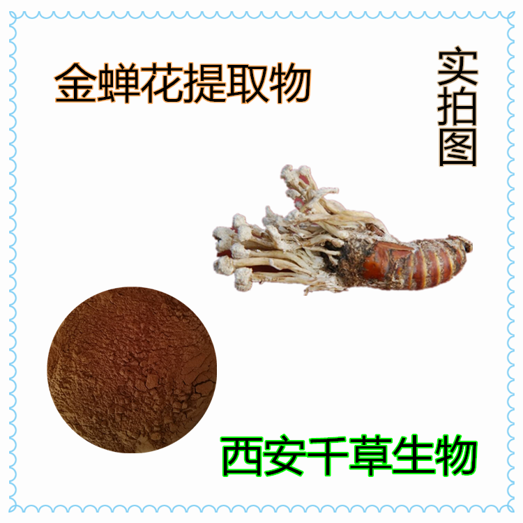 金蟬花提取物