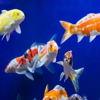 全自動魚蝦飼料生產線      水產魚飼料生產線