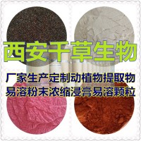 水溶性水芹菜天然提取物粉水芹菜濃縮汁粉