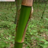 桂竹提取物 斑竹提取物 桂竹生粉1公斤起訂