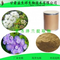 紫莖澤蘭提取物 10:1   紫莖澤蘭粉