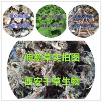 吳茱萸水溶粉 供應天然提取物定做濃縮流浸膏