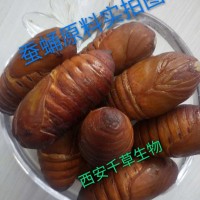 蟬蛹提取物水溶粉供應提取物廠家專業定制動植物濃縮浸膏