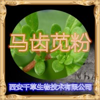 馬齒莧濃縮粉供應提取物馬齒莧水溶粉 定做馬齒菜流浸膏