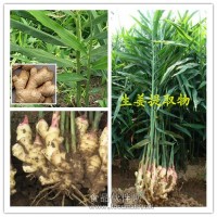 生姜提取物 姜辣素廠家