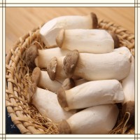 杏鮑菇提取物 全水溶噴霧干燥粉末 資質齊全 可提供小樣