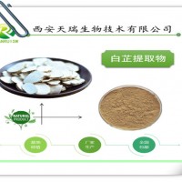 白芷提取物的供應