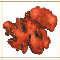 牛樟芝提取物 全水溶噴霧干燥粉末 資質(zhì)齊全 質(zhì)量穩(wěn)定 可試樣