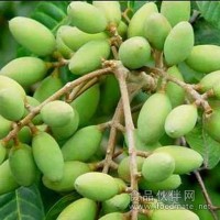 橄欖提取物  橄欖粉  食品飲料