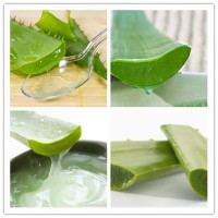 蘆薈提取物