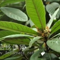 枇杷葉提取物