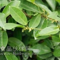 匙羹藤提取物-廠家