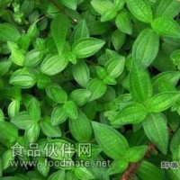 尋骨風(fēng)提取物-浸膏