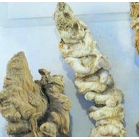 竹節(jié)人參提取物-價(jià)格