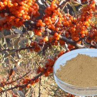 廠家供應(yīng)  沙棘提取物(沙棘黃酮10%-80%)