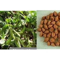 豆豉提取物 豆豉粉 豆豉多糖