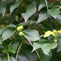 巴豆檢測報告,巴豆農(nóng)藥殘留檢測機構(gòu),巴豆重金屬檢測項目