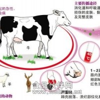 牛A型口蹄疫抗體（FMDV-A Ab）酶聯(lián)免疫試劑盒