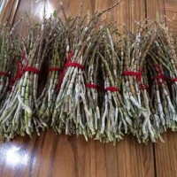 石斛提取物-石斛多糖