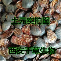 土鱉水溶粉 供應(yīng)動(dòng)植物提取物定做流浸膏