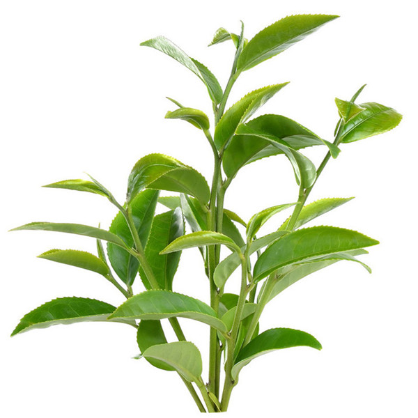 綠茶-01