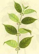 鉤藤-植物形狀