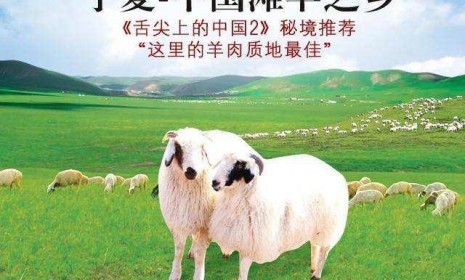 鹽池灘羊，寧夏灘羊核心產(chǎn)區(qū)，鹽灘貴族，五登國宴，羊肉界的“勞斯萊斯”