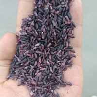 紫糯米墨江紫米糯米雜糧批發(fā)生產(chǎn)廠家
