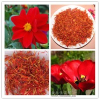 紅花提取物  紅花黃酮