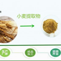 富硒麥芽粉 全水溶  富含硒  斯諾特廠家包郵
