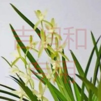 香精長期供應
