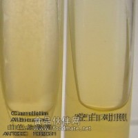 酵母浸出粉胨葡萄糖瓊脂培養(yǎng)基（YPD）
