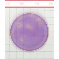美正生物Premium系列腸桿菌科測試片